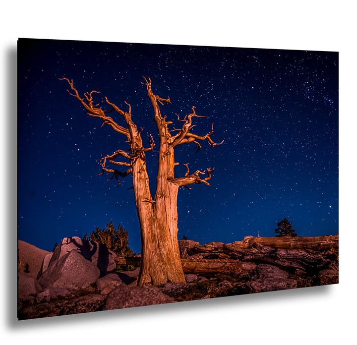 Ancient bristlecone pine tree under starry night sky in California mountains.